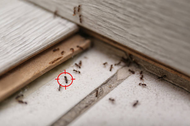 Best Mosquito Control Services  in De Soto, MO