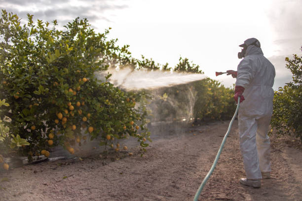 Best Affordable Pest Control Services  in De Soto, MO